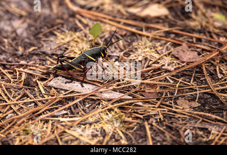 Kinder Braun und Gelb Östlichen lubber grasshopper Romalea microptera auch als Romalea guttata klettert auf Gras und Blätter in Immokalee, Florida Stockfoto