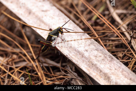 Kinder Braun und Gelb Östlichen lubber grasshopper Romalea microptera auch als Romalea guttata klettert auf Gras und Blätter in Immokalee, Florida Stockfoto