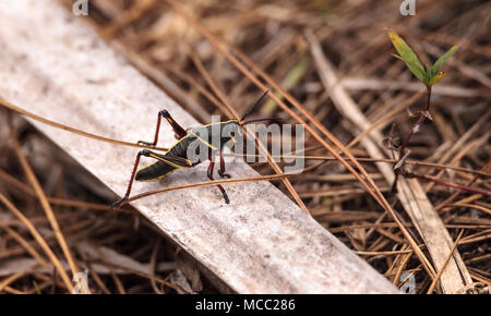 Kinder Braun und Gelb Östlichen lubber grasshopper Romalea microptera auch als Romalea guttata klettert auf Gras und Blätter in Immokalee, Florida Stockfoto