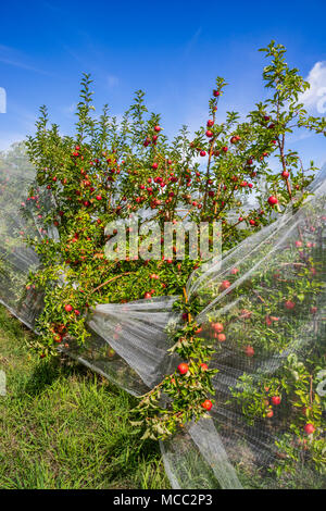 Obst beladenen Apfelbäume an Thornbrooks Obstgarten sind durch die Bird Netting, Nashdale in der Nähe von Orange, das Central West New South Wales, Australien prtected Stockfoto