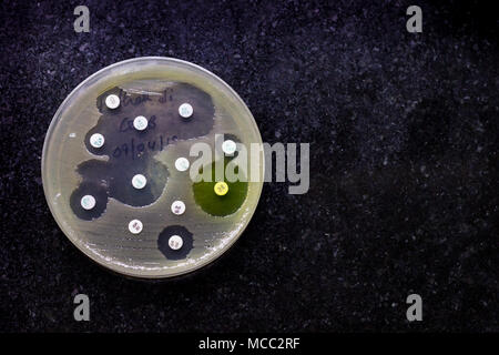 Blick von oben auf die Kultur der Platte von Bakterien mit Antibiotikum Empfindlichkeit in ihrer Kolonie Muster auf Mosaik schwarz Hintergrund platziert Stockfoto