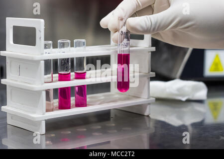 Reagenzglas stand, Durham Rohr in Zucker Medien demonstrieren die Gasproduktion durch Bakterien in der behandschuhten Hand hielt. Stockfoto