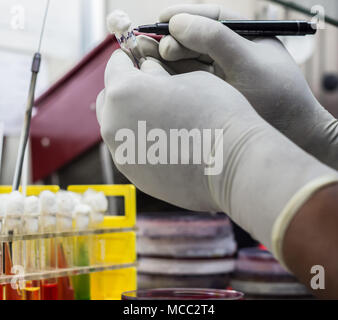 Reagenzglas stand, Durham Rohr in Zucker Medien demonstrieren die Gasproduktion durch Bakterien in der behandschuhten Hand hielt. Stockfoto