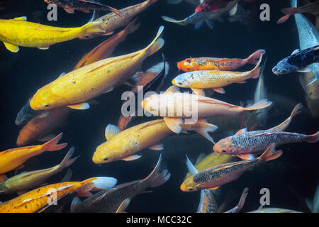 Bunte Süßwasserfisch der Qiandao Lake, Jingdezhen County, Hangzhou, Provinz Zhejiang, China. Stockfoto