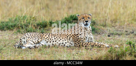 Afrikanischen Geparden, schöne Säugetier Tier. Afrika, Kenia Stockfoto