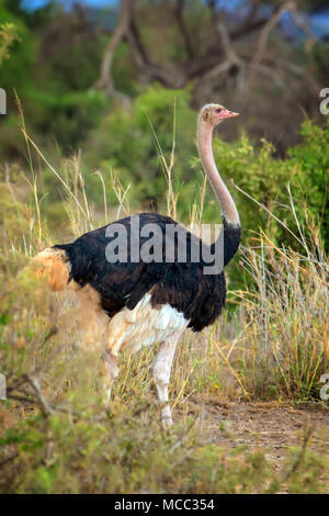 Männchen der afrikanischen Strauß (Struthio Camelus) in nationale Reserve Park in Kenia Stockfoto