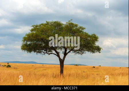 Wunderschöne Landschaft mit niemand Baum in Afrika Stockfoto