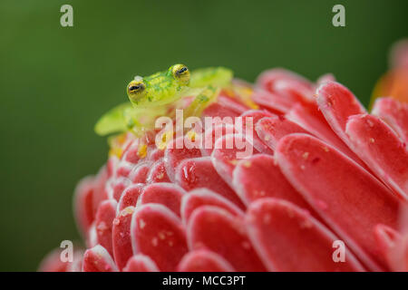 Aus vernetztem Glas Frog Hyalinobatrachium valerioi-, schöne kleine grüne und gelbe Frosch aus Mittelamerika, Wälder, Costa Rica. Stockfoto