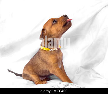 Zwergpinscher Welpen, 1 Monate alt Stockfoto