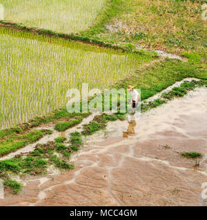 Hohe Betrachtungswinkel auf ein Arbeiter in einem grünen Reisfeldern, Hainan Provinz, China Stockfoto