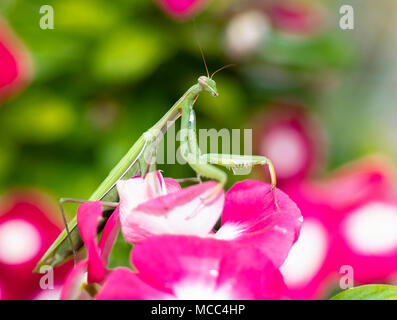 Grüne Gottesanbeterin, Mantis religiosa, sitzen auf einem vinca Blume, Warten auf Insekten, um sie zu fangen. Außerhalb Europas dieser Art ist auch die EU gefordert Stockfoto