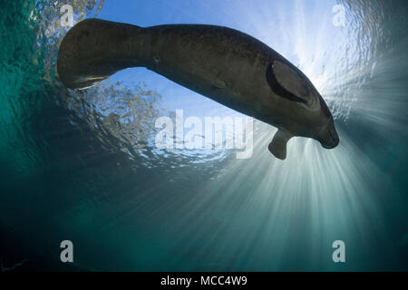 Ein vom Aussterben bedrohten Florida Manati, Trichechus Manatus Latirostris durchläuft overhead das Sonnenlicht am drei-Schwestern-Frühling in Crystal River, Florida, Stockfoto