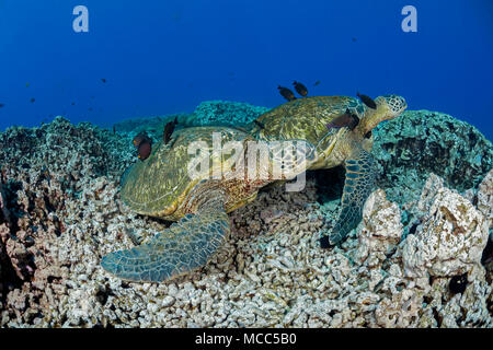 Zwei grüne Meeresschildkröten, Chelonia mydas, eine bedrohte Art, sammeln mit einer Reinigungsstation aus West Maui, Hawaii. Stockfoto