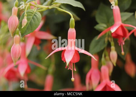 "Fuchsia Kutscher' Blüte in einem hängenden Korb im Spätsommer, UK Garten Stockfoto