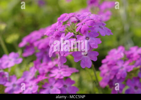 Lila Verbena 'Aztec magic'-Serie. 'Aztec magic Purple Eisenkraut' Blüte in einem hängenden Korb, Spätsommer, Großbritannien Stockfoto