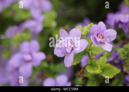 Bacopa Scopia Doppel Indigo Blue - Blüte in einem hängenden Korb, Spätsommer, Großbritannien Stockfoto