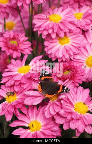 Rot Schmetterling Admiral (Vanessa Atalanta) auf Chrysantheme' Rose Enbee Wedding' Blume in einem Englischen Garten, Spätsommer, Großbritannien Stockfoto