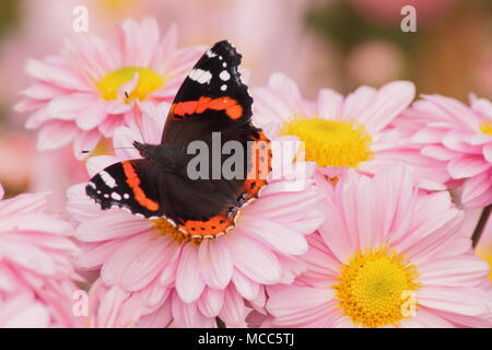 Roter Admiral-Schmetterling (Vanessa Atalanta) auf Chrysanthemenblume im Spätsommer. UK Stockfoto