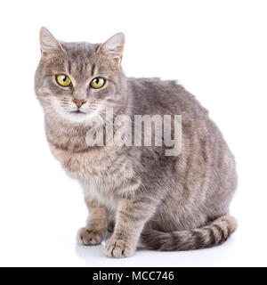 Katze ohne Rasse. Eine einfache graue Katze Stockfoto