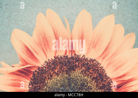 Makroaufnahme der blühenden Sonnenblumen. Konzeptionelle bild Sonne Tönen im Retro-Stil Stockfoto