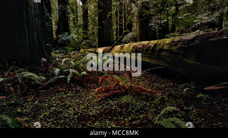 Eine massive gefallenen Baum in Moss in einem Wald bedeckt. Stockfoto