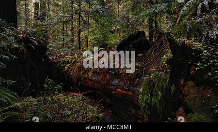 Ein großer Redwood Tree liegt auf einem Wald Boden gefallen. Stockfoto