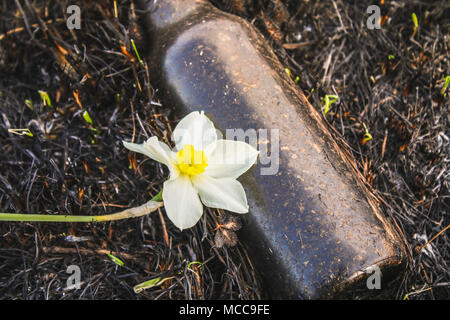 Weiße Narzisse auf dem Hintergrund der verbrannten Gras und Schmutz. Der Kampf für das Leben, Ökologie. Kontrast. Stockfoto