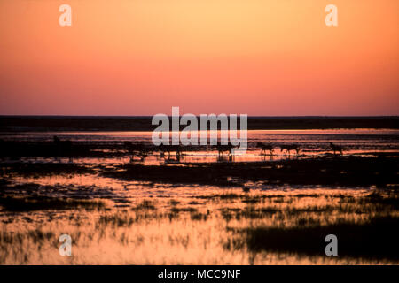 Hintergrundbeleuchtung der Herde Zebras (Equus burchellii) in der Nähe von einem Wasserloch im Etosha National Park, Namibia, Afrika Stockfoto