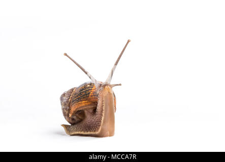 Escargot isoliert auf einem weißen Hintergrund der Vorderansicht Nahaufnahme Stockfoto