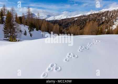 Lepus timidus Fußabdrücke auf Schnee (Berghare). Wintersaison im Venegia-Tal. Pale di San Martino Gruppe. Trentino, Italienische Alpen. Europa. Stockfoto