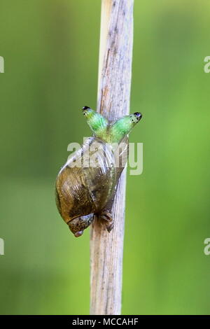 Grün - Gebänderte broodsac, Leucochloridium paradoxum, einer parasitären Wurm leben in Europäischen gelbe Schnecke, Leucochloridium paradoxum Stockfoto