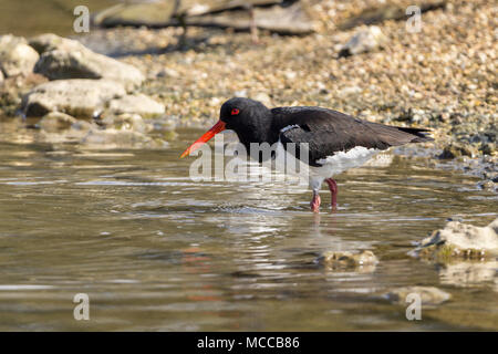 Austernfischer (Haematopus ostralegus) waten am Rand und Insel in einem See an der WWT Arundel GROSSBRITANNIEN. Schwarz und Weiß mit Rot Orange Rechnung und Beinen. Stockfoto