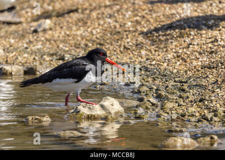 Austernfischer (Haematopus ostralegus) waten am Rand und Insel in einem See an der WWT Arundel GROSSBRITANNIEN. Schwarz und Weiß mit Rot Orange Rechnung und Beinen. Stockfoto