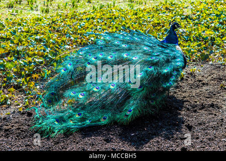 Pfau fotografiert von hinten, mit bunten Schwanz. Stockfoto