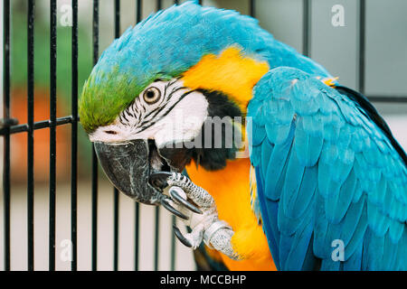 Blau-gelbe Ara auch bekannt als Blau und Gold Macaw im Zoo. Wilden Vogel im Käfig. Stockfoto