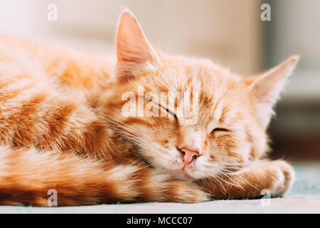 In der Nähe von kleinen friedlichen Orange rot gestromt Ginger Cat Kitten männlich Eingerollt schlafend in seinem Bett auf dem Boden. Wärme im Haus. Stockfoto