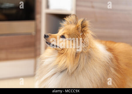 Shetland sheepdog sieht zu seinem Besitzer in einer Küche Stockfoto