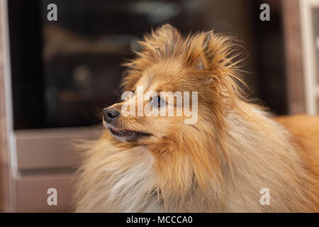 Shetland sheepdog sieht zu seinem Besitzer in einer Küche Stockfoto
