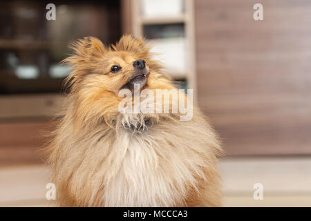 Shetland sheepdog sieht zu seinem Besitzer in einer Küche Stockfoto
