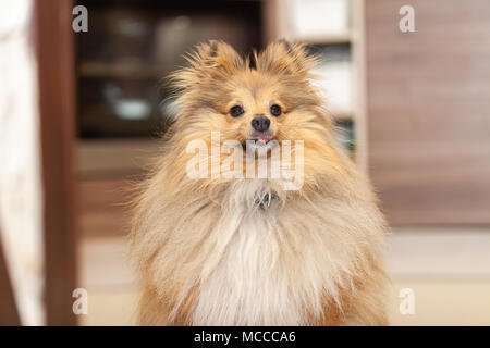 Shetland sheepdog sieht zu seinem Besitzer in einer Küche Stockfoto