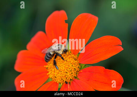 St. Paul, Minnesota. Como Park. Gemeinsame östlichen Bumble Bee, bombus Impatiens, Nahrungssuche auf Blume. Stockfoto