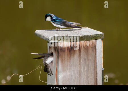 Kleine Kanada, Minnesota. Gervais Park. Männliche Baum Schwalbe, Tachycineta bicolor, Uhren wie der weibliche Schlucken Material für das neue Nest Sie bringt Stockfoto