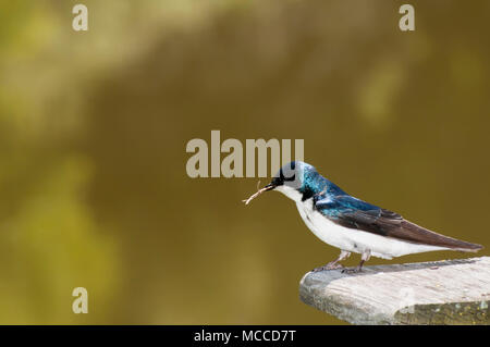 Kleine Kanada, Minnesota. Gervais Park. Männliche Baum Schwalbe, Tachycineta bicolor, auf Vogel mit Zweig im Schnabel als Material für ein neues ne verwenden Stockfoto
