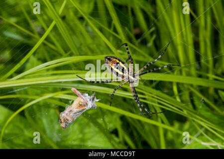 Vadnais Heights, Minnesota. Weibchen gebänderte Argiope, 'Argiope trifasciata 'mit Grasshopper in Seide eingewickelt später zu essen. Auch als Gebändert Garten Sp Stockfoto