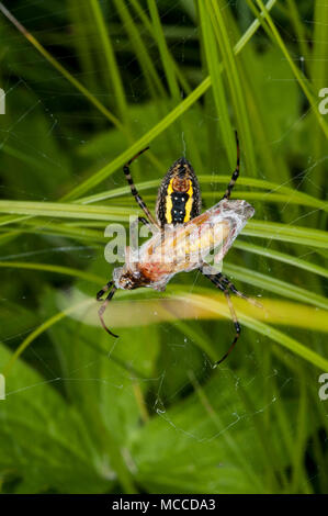 Vadnais Heights, Minnesota. Weibchen gebänderte Argiope, 'Argiope trifasciata 'mit Grasshopper in Seide eingewickelt später zu essen. Auch als Gebändert Garten Sp Stockfoto