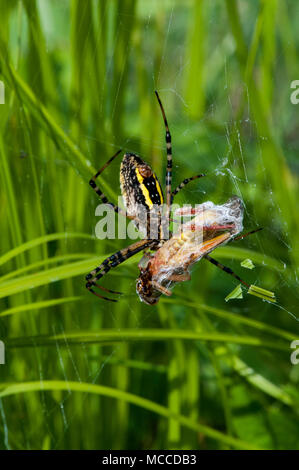 Vadnais Heights, Minnesota. Weibchen gebänderte Argiope, 'Argiope trifasciata 'mit Grasshopper in Seide eingewickelt später zu essen. Auch als Gebändert Garten Sp Stockfoto