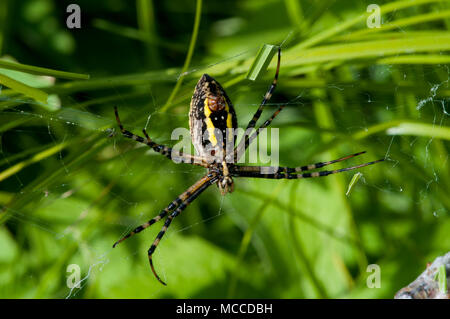 Vadnais Heights, Minnesota. Weibchen gebänderte Argiope, 'Argiope trifasciata' in Ihrem Netz. Auch gebändert Gartenkreuzspinne genannt. Stockfoto