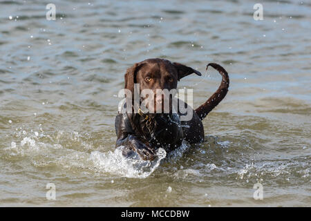 Eine labradinger oder springador Welpe Hund Schwimmen und Spielen am Strand und im Meer planschen in den wellen und Wasser. Hund gehen und Spaß haben. Stockfoto