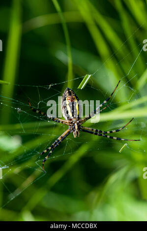 Vadnais Heights, Minnesota. Weibchen gebänderte Argiope, 'Argiope trifasciata' in Ihrem Netz. Auch gebändert Gartenkreuzspinne genannt. Stockfoto