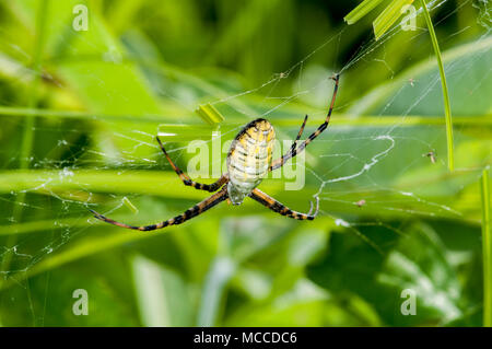 Vadnais Heights, Minnesota. Weibchen gebänderte Argiope, 'Argiope trifasciata' in Ihrem Netz. Auch gebändert Gartenkreuzspinne genannt. Stockfoto